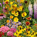 Wildflower Seed Pack 100 Organic Non-GMO Native Wildflower Mix USA Grown Live Plant Cutting Bare Root Starter Plant