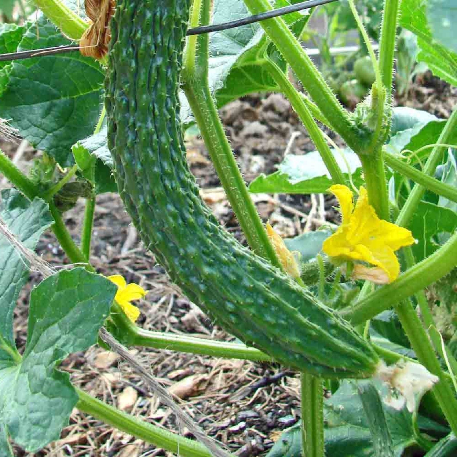 Long Green Cucumber Seeds Non-GMO Heirloom Vegetable Garden Planting 25+ Cucumis sativus