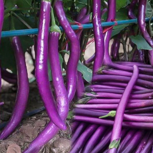 Heirloom Eggplant Seeds Long Purple Non-GMO Solanum melongena Garden Starter Planting 50+ Seeds