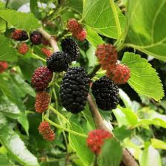 Organic Black Mulberry Cuttings - Live Morus nigra Plant Starter, Bare Root, Non-GMO, 12 Pieces, Easy to Grow