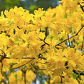 Aromi Azalea Starter Plant Spring Fanfare Deciduous Rhododendron Garden Flowering Shrub Small Size