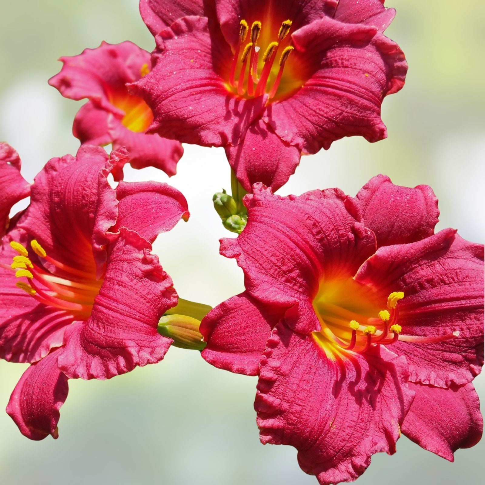 Dwarf Ruffled Red Daylily Live Plant Root Cranberry Baby Hemerocallis Butterfly Attractant Full Sun Zones 3-10