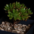 Adenia ballyi Cutting Rare Succulent Plant Green Variety Live Houseplant Starter Bare Root Collector