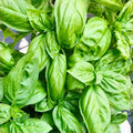 Basil Seeds 500 Count Italian Large Leaf Heirloom Non-GMO Herb Ocimum basilicum Live Plant Cutting