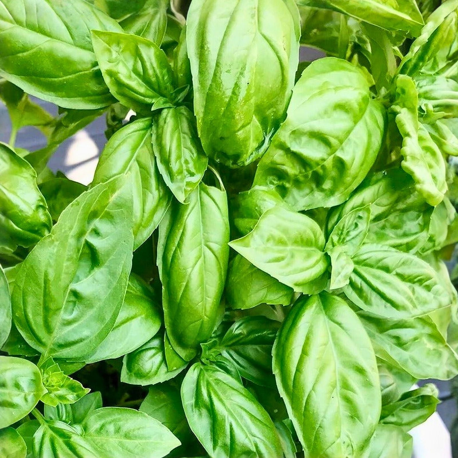 Basil Seeds 500 Count Italian Large Leaf Heirloom Non-GMO Herb Ocimum basilicum Live Plant Cutting