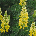Dwarf Lupine Seeds Pixie Delight Mix 100+ Count Annual Flower Seeds Lupinus hartwegii Live Plant Cutting