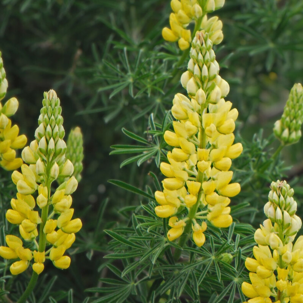 Dwarf Lupine Seeds Pixie Delight Mix 100+ Count Annual Flower Seeds Lupinus hartwegii Live Plant Cutting