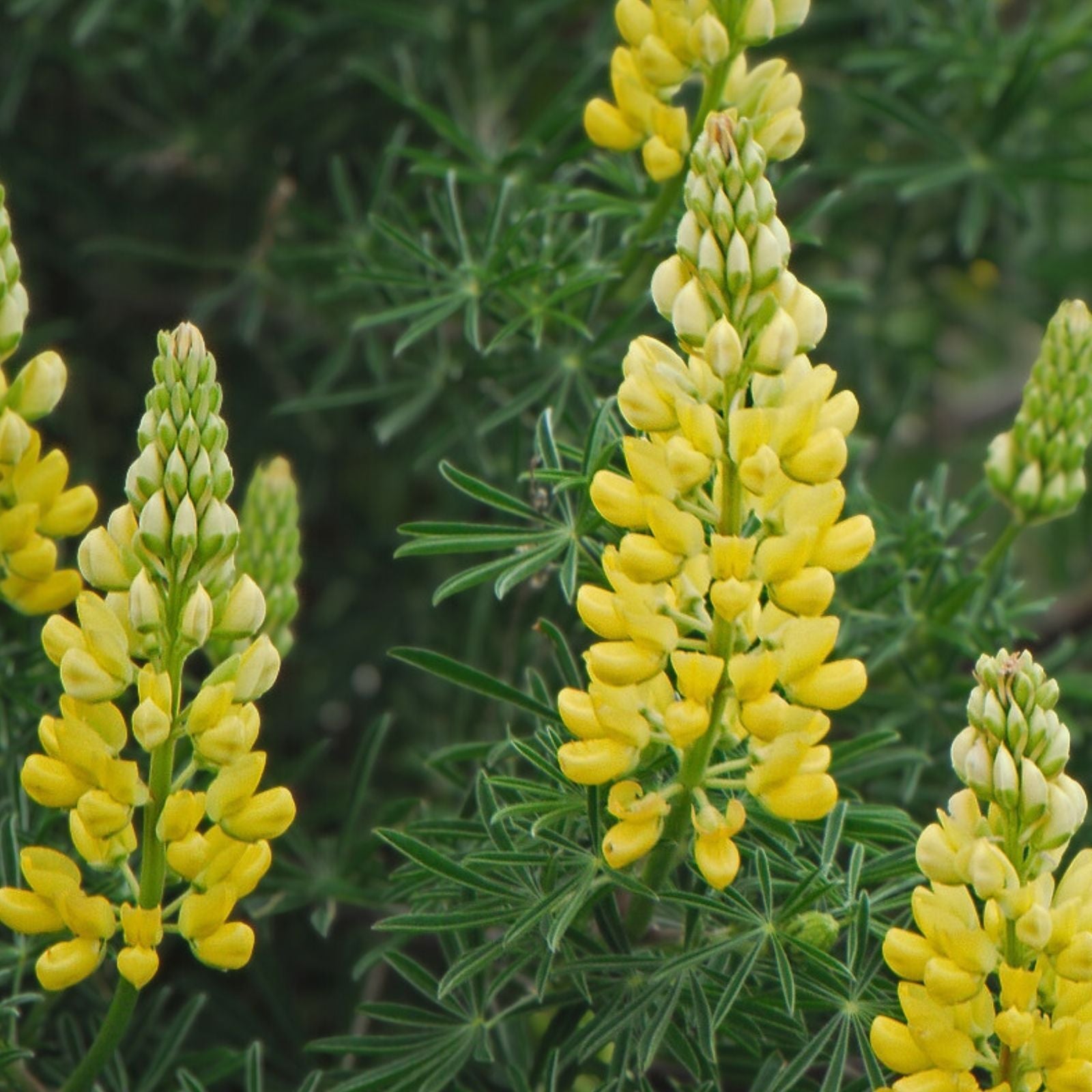 Dwarf Lupine Seeds Pixie Delight Mix 100+ Count Annual Flower Seeds Lupinus hartwegii Live Plant Cutting