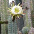Echinopsis Bridgesii Lageniformis Cactus Cuttings 4 Pack Succulent Plant Desert Cactus Live Starter Plant