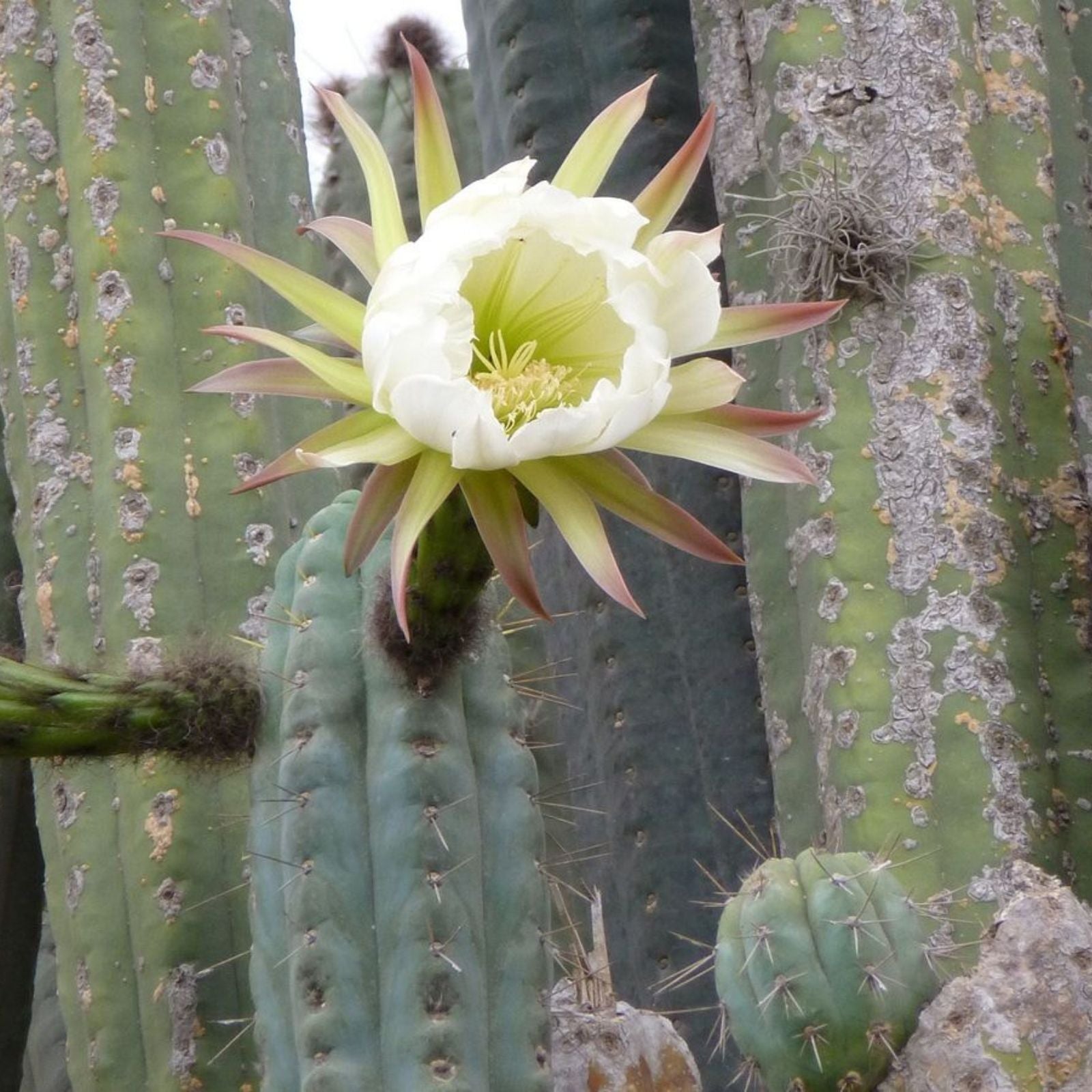 Echinopsis Bridgesii Lageniformis Cactus Cuttings 4 Pack Succulent Plant Desert Cactus Live Starter Plant