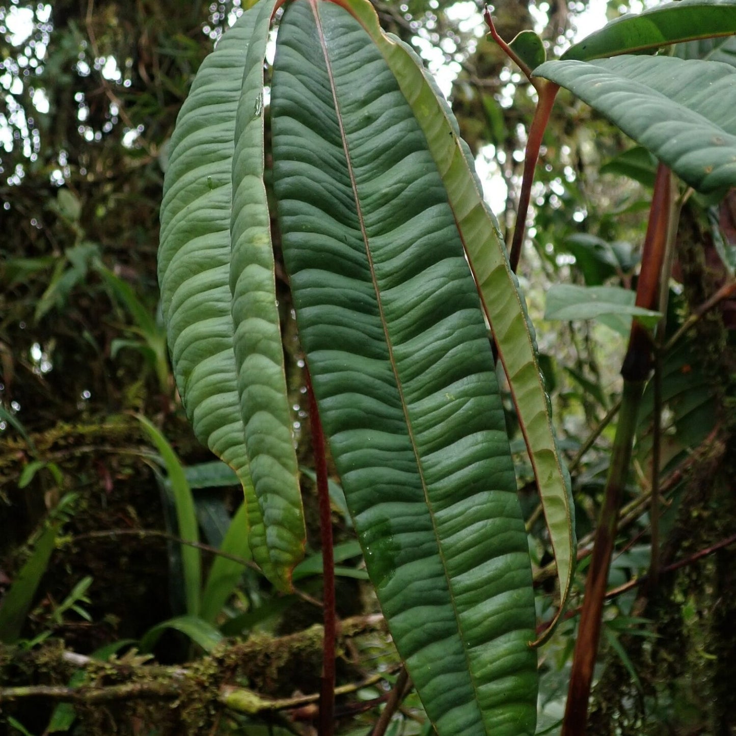 Anthurium Cutucuense Stem Cutting, Rooted Aroid Plant, Ecuador Tropical Houseplant, Variegated Foliage, Live Starter Plant