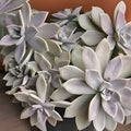 Live Succulent Cuttings Lot (5) Portulacaria Afra Mammoth Elephant Plant Drought Tolerant Houseplant