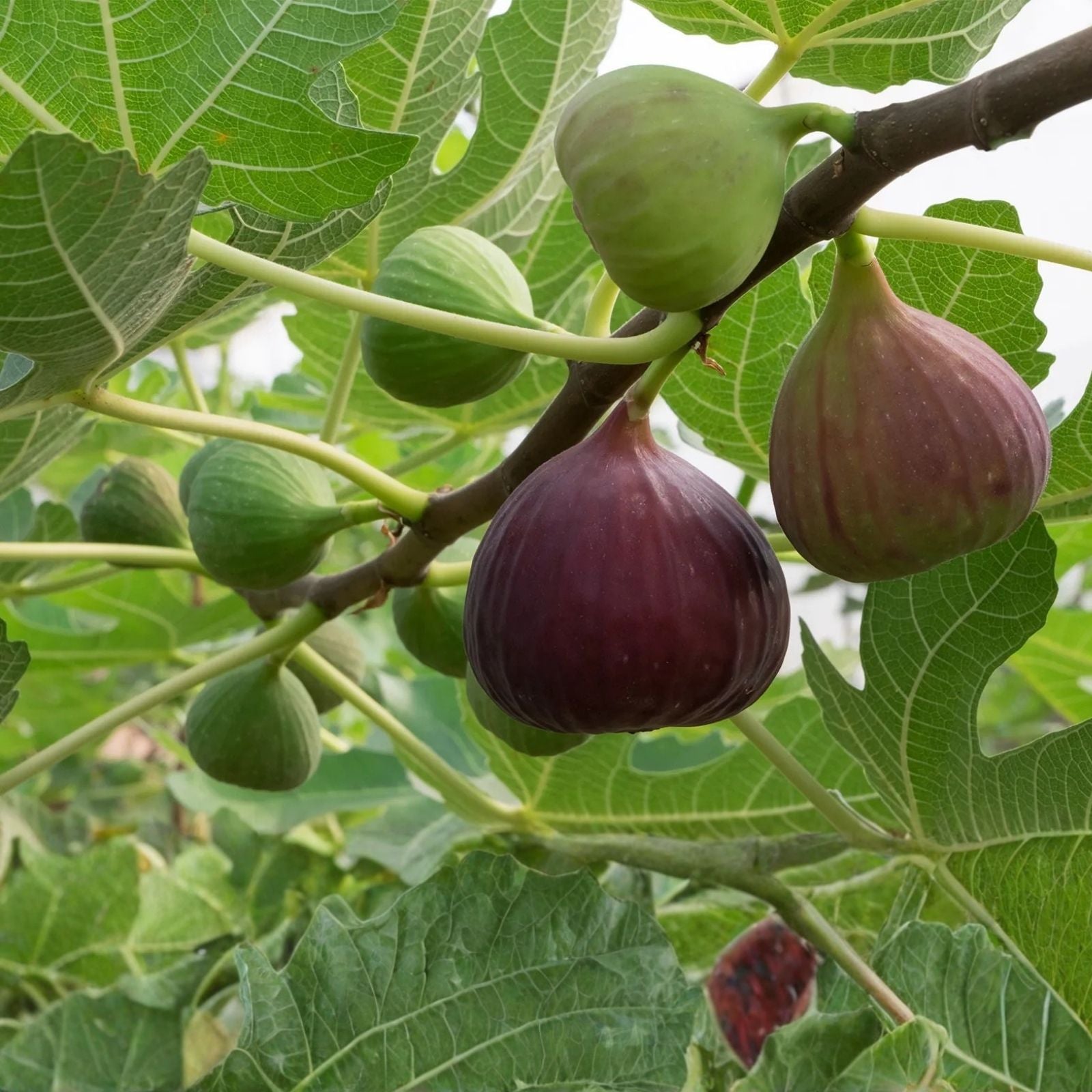 Fignomenal Fig Plant Edible Ficus carica Live Starter Plant for Home Garden Fresh Fruit Production