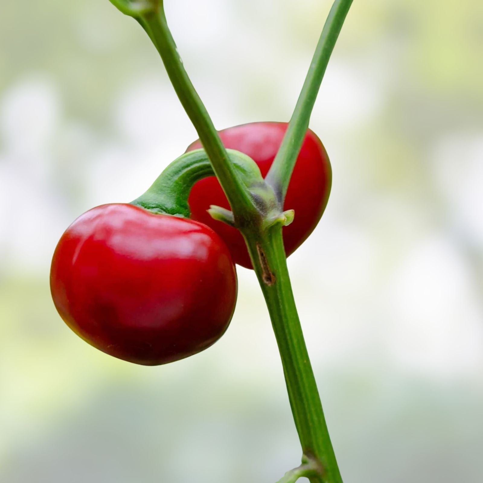 Red Sweet Cherry Pepper Seeds – Heirloom Non-GMO Capsicum annuum, Live Plant, Starter, Garden, Culinary, 20+ Seeds