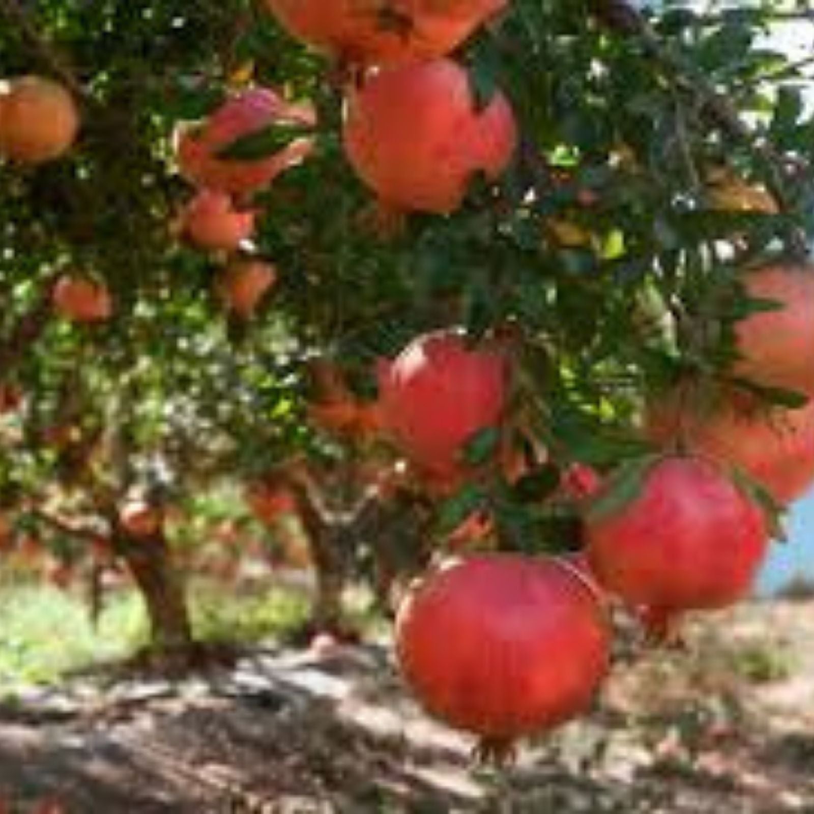 Pomegranate Cuttings Kashmir Blend 5 Healthy Plants Fruit Tree Propagation Punica granatum Fast Growing