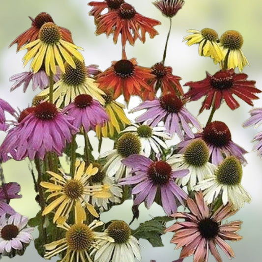 Mixed Color Coneflower Seeds 1,000 Count - Echinacea Purpurea Perennial Flower Seeds for Garden, Landscape & Pollinators - Non-GMO