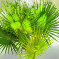 Dwarf Palmetto Plant Sabal Minor Live Starter Bare Root Cold Hardy Drought Tolerant Southern Zones 7-10