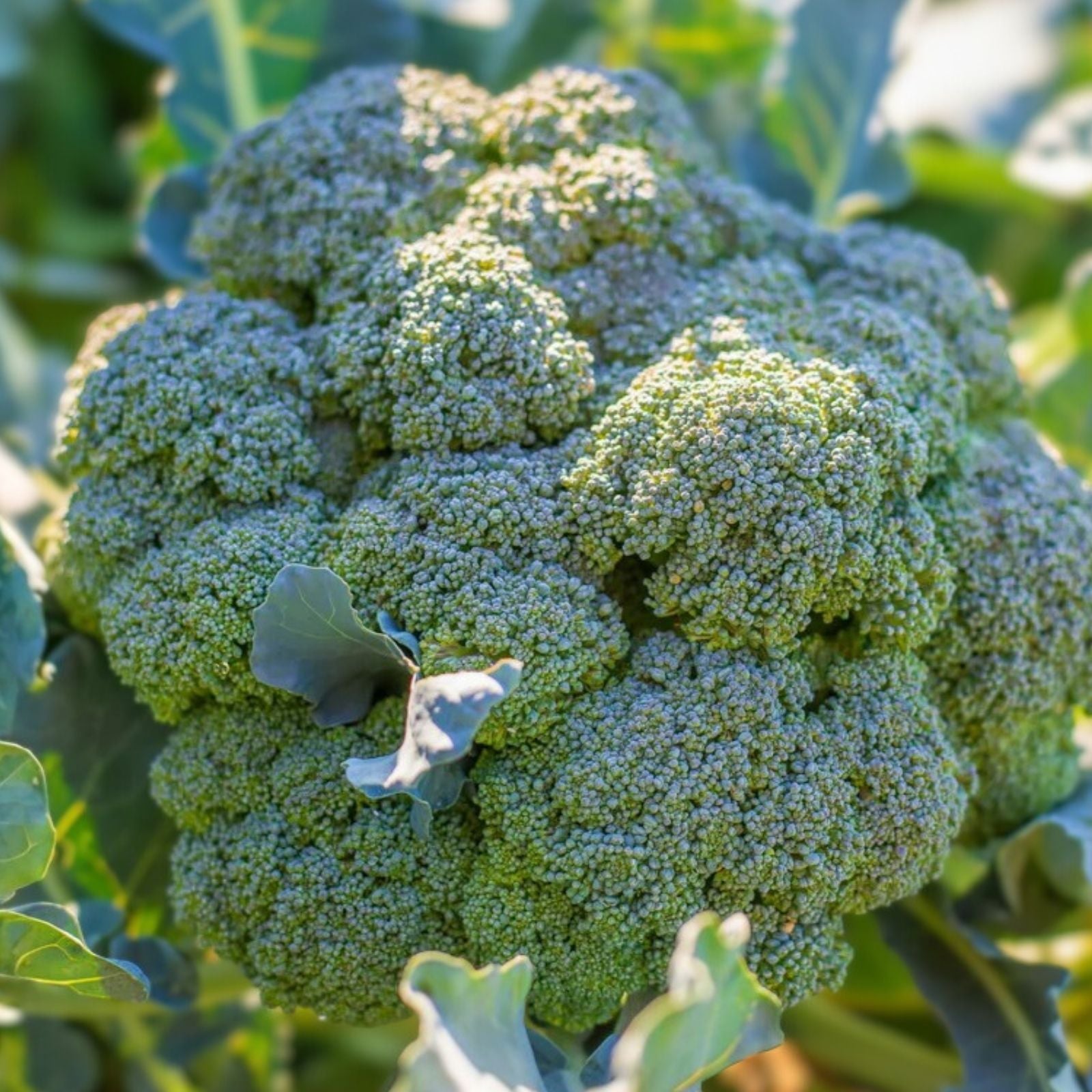 Broccoli Seeds 500 Pack Calabrese Heirloom Non-GMO Vegetable Seeds for Gardening, Planting, and Growing