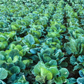 Collard Greens Seeds Vates Variety Heirloom Non-GMO Vegetable Seeds 200+ | Brassica oleracea Starter Plant