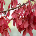 Drummond Red Maple Seedling Acer rubrum Drummondii Bare Root Live Tree for Landscaping Gardening 10"