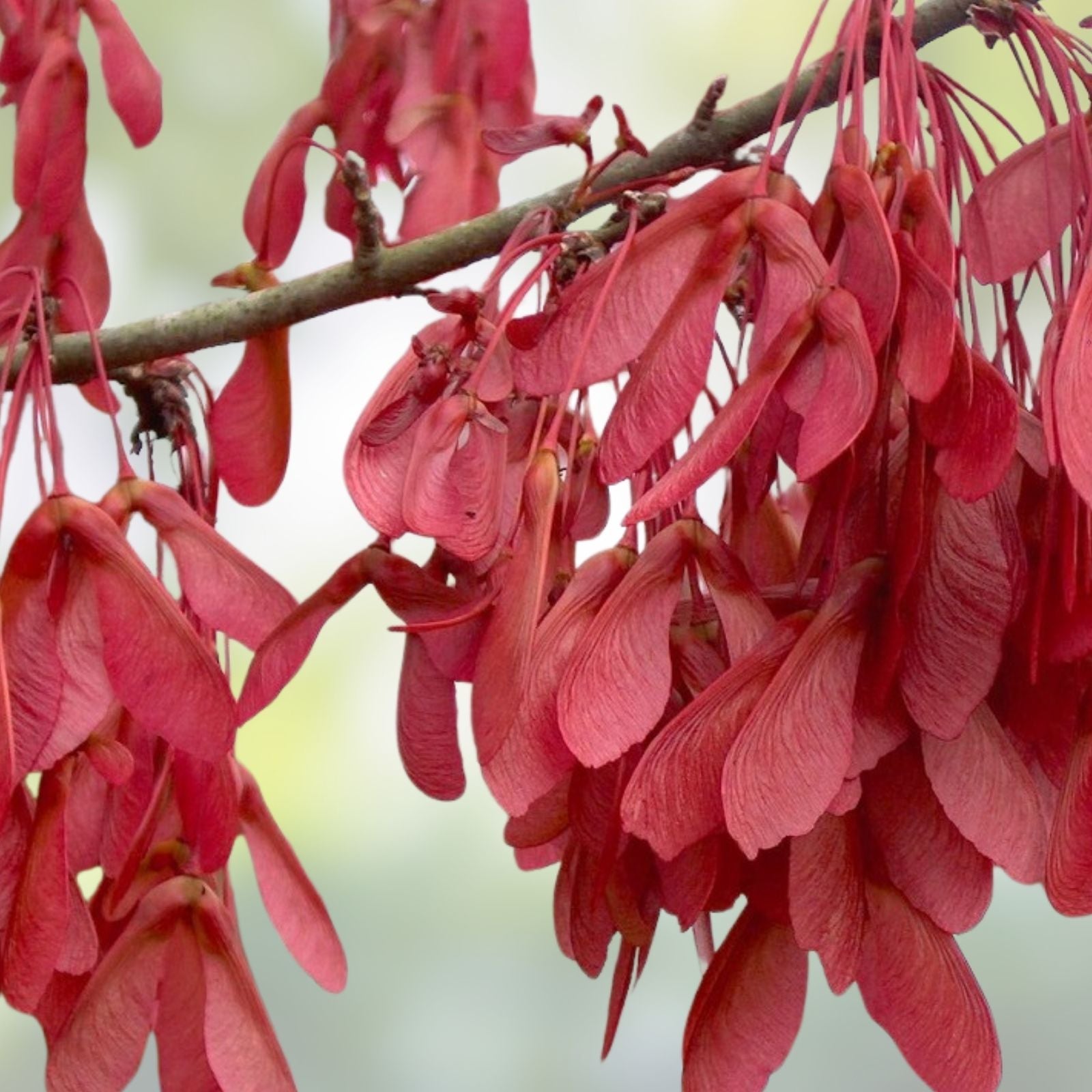 Drummond Red Maple Seedling Acer rubrum Drummondii Bare Root Live Tree for Landscaping Gardening 10"