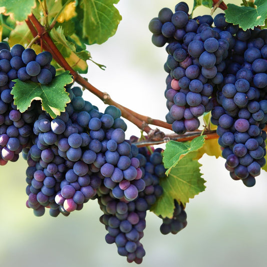 Organic Vitis vinifera grape plants and cuttings fruit-bearing varieties for home garden, live plants, starter plants, bare root, houseplant
