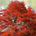 Blackgum Tree Live Plant Set of 2 Nyssa sylvatica Bare Root Deciduous Shade Tree Hardy Zones 5-9