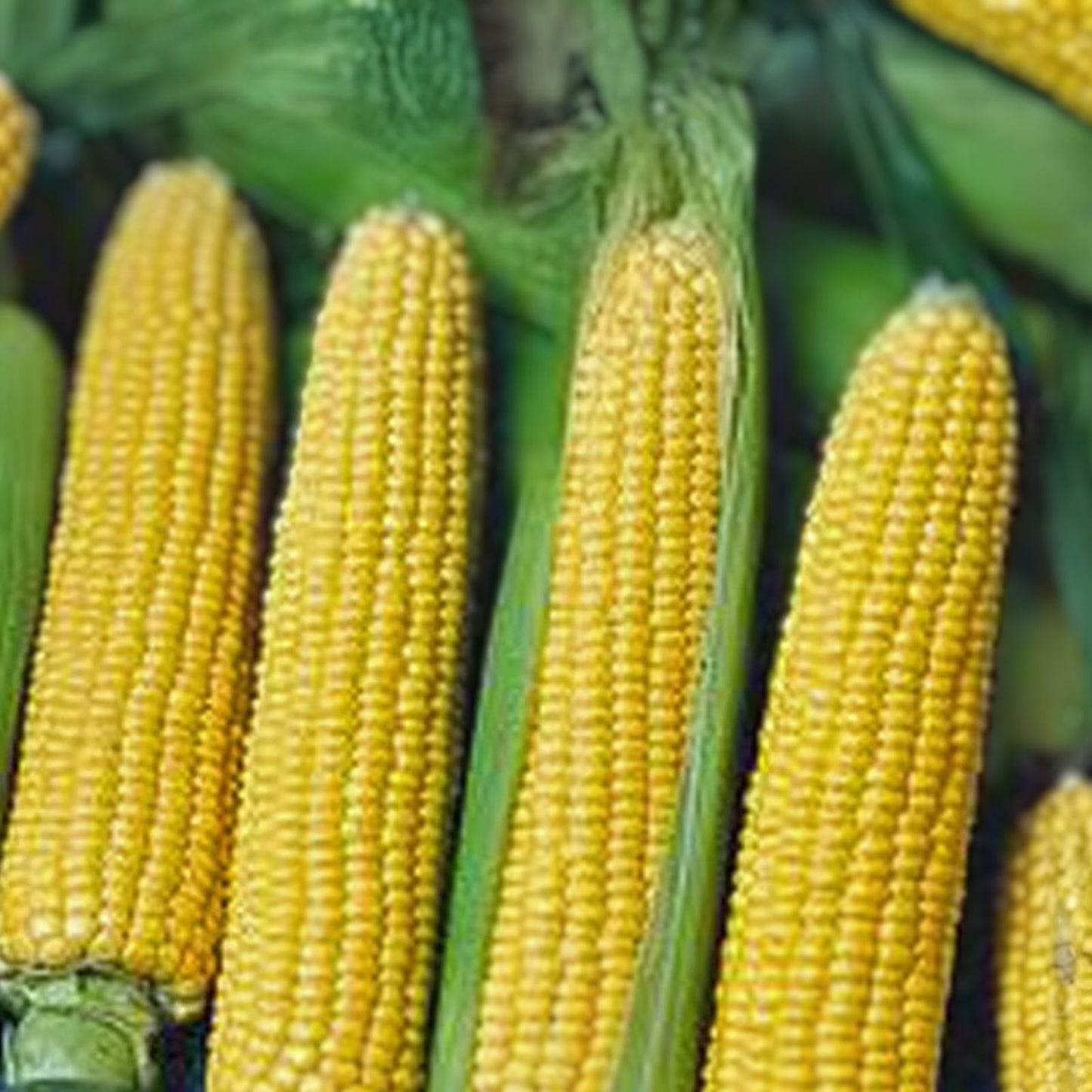 Heirloom Corn Seeds Collection 6 Varieties Non-GMO Organic Zea mays Home Garden Planting