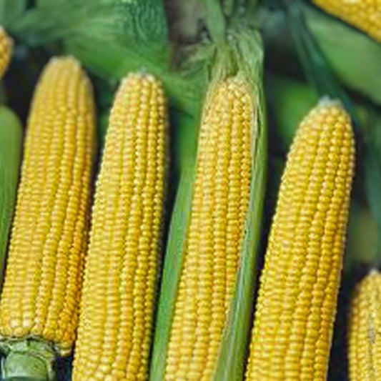Heirloom Corn Seeds Collection 6 Varieties Non-GMO Organic Zea mays Home Garden Planting