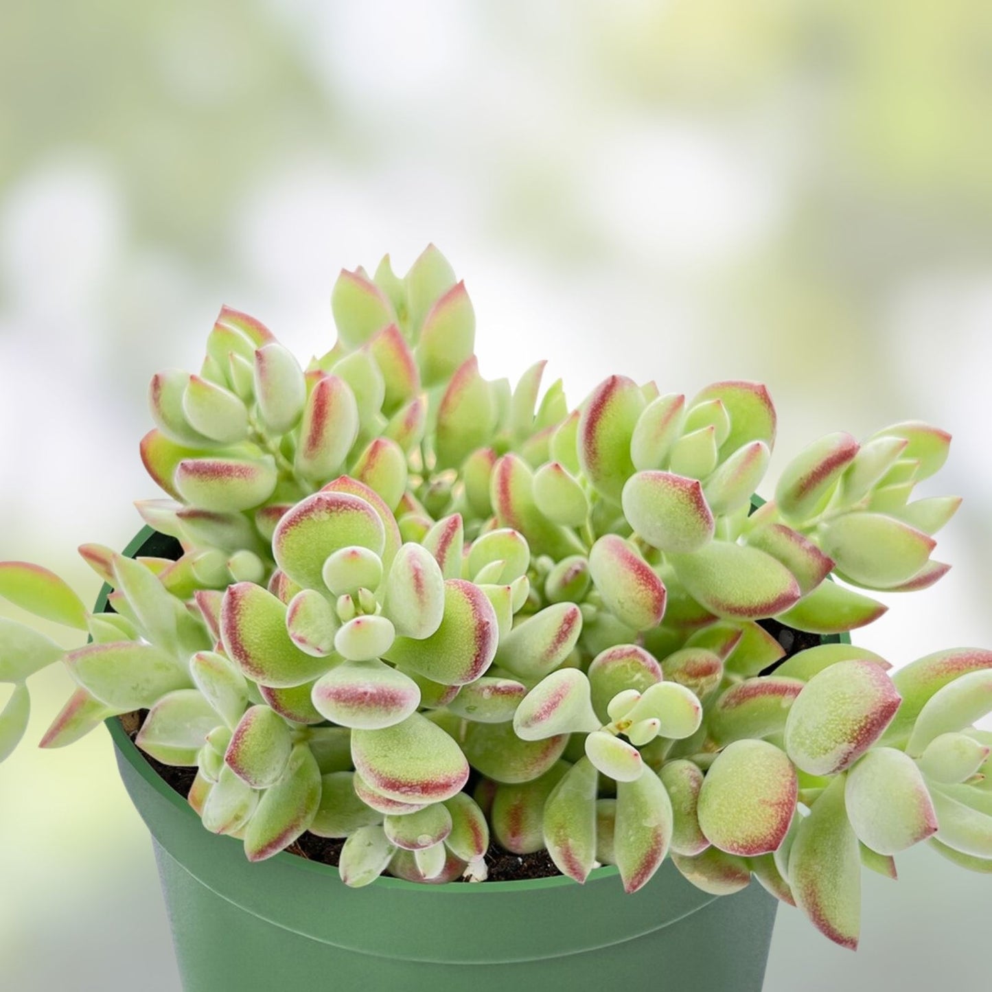 Live Cotyledon Pendens Trailing Succulent 4" Pot, Easy Care Indoor Plant, Unique Houseplant, Succulent Cutting, Live Plant