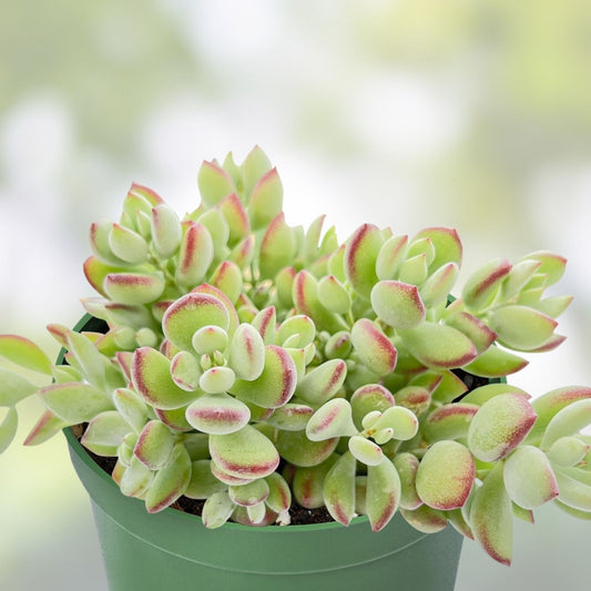 Live Cotyledon Pendens Trailing Succulent 4" Pot, Easy Care Indoor Plant, Unique Houseplant, Succulent Cutting, Live Plant