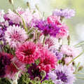 Bachelor Button Seeds 50 Count Tall Pink Centaurea cyanus Live Plant Flower Seeds for Gardens and Arrangements