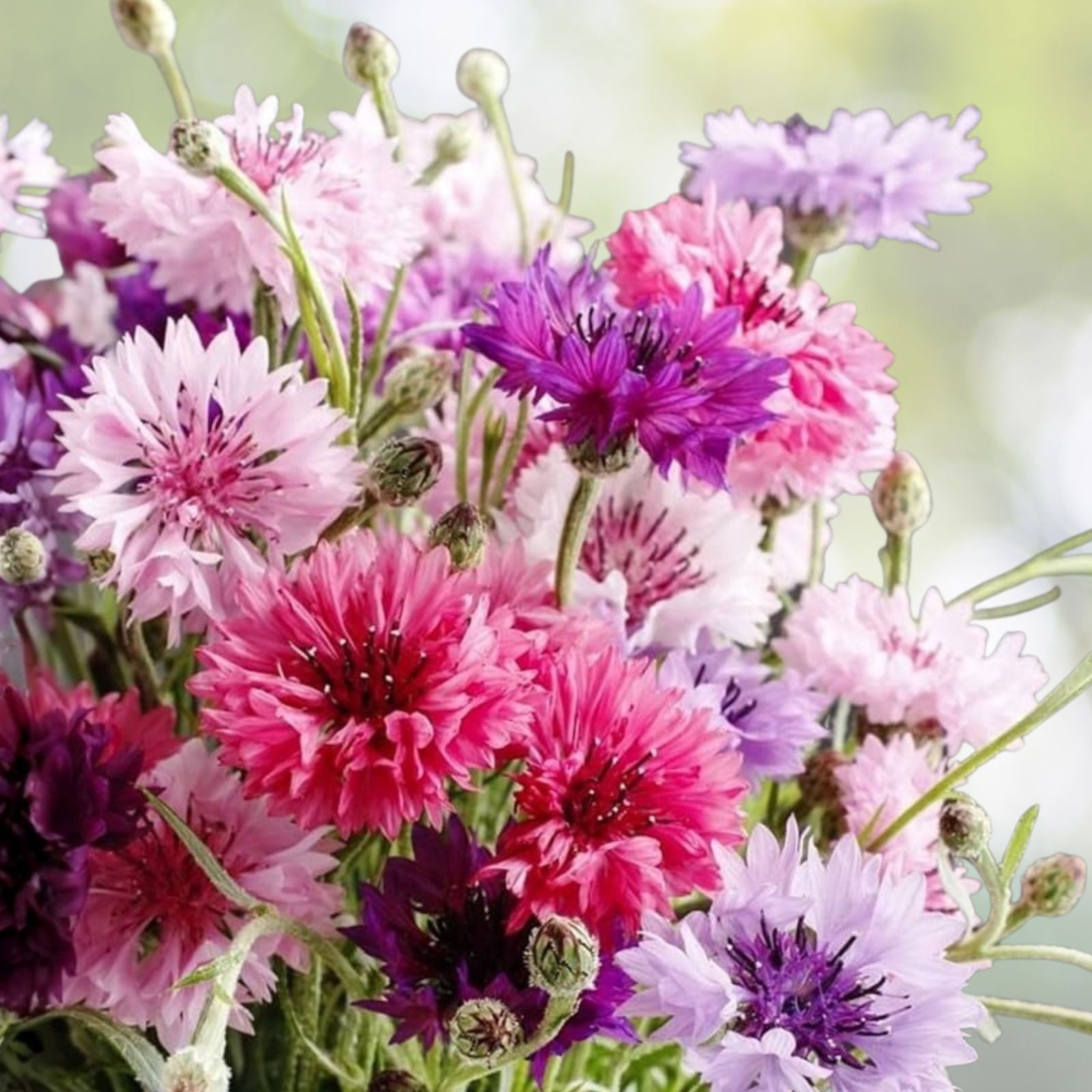 Bachelor Button Seeds 50 Count Tall Pink Centaurea cyanus Live Plant Flower Seeds for Gardens and Arrangements