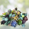 Rainbow Succulent Bundle - 4 Colorful Live Succulents/Cuttings - Unique Varied Selection of Succulent Plants