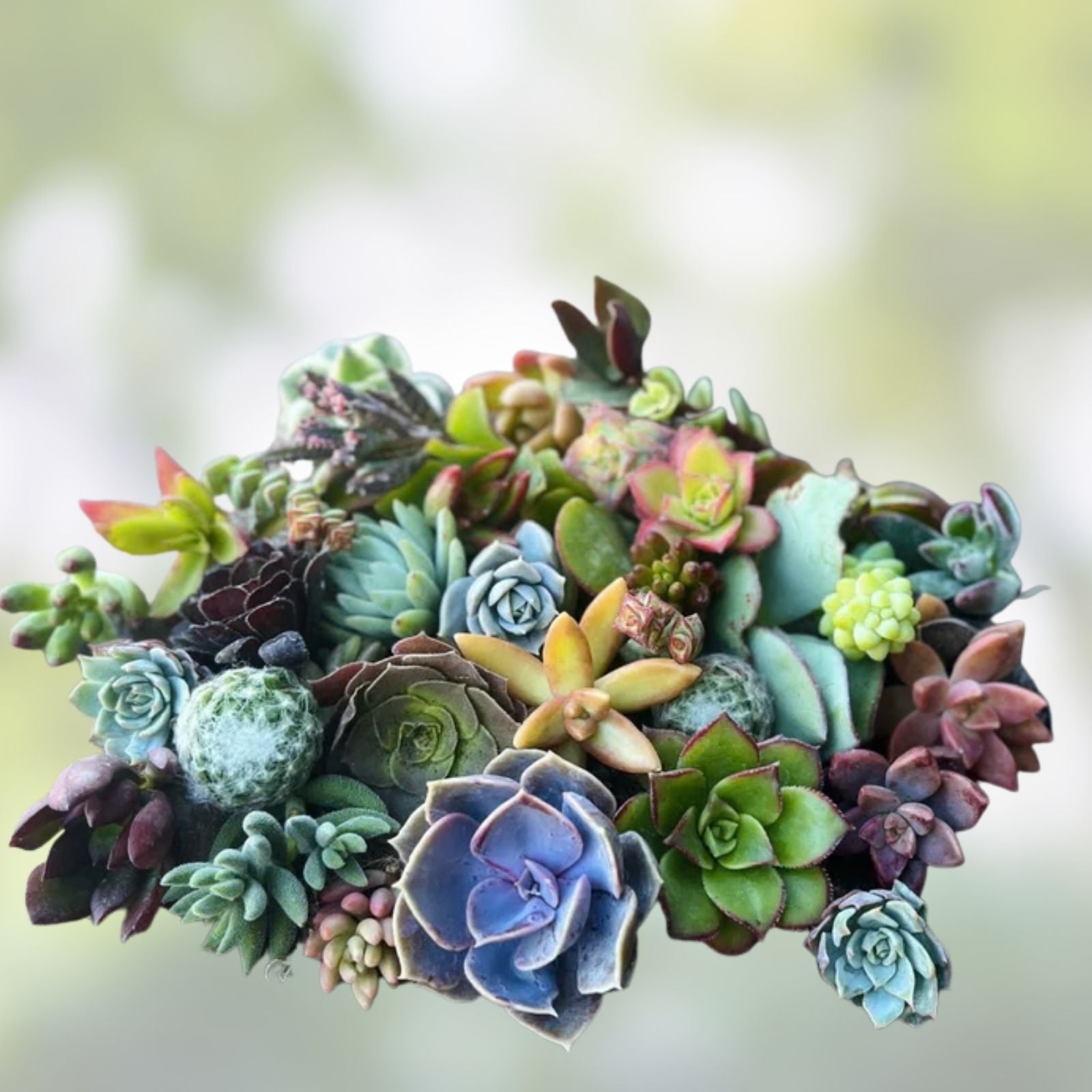 Rainbow Succulent Bundle - 4 Colorful Live Succulents/Cuttings - Unique Varied Selection of Succulent Plants