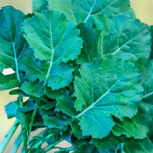 Mustard Greens Seeds Florida Broadleaf Heirloom Non-GMO Vegetable Seeds 25+ Brassica juncea