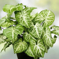 Arrowhead Plant Variety Pack – 2 Live Syngonium Podophyllum Indoor Houseplants, Rooted, Starter Plants, Houseplant, Green Foliage