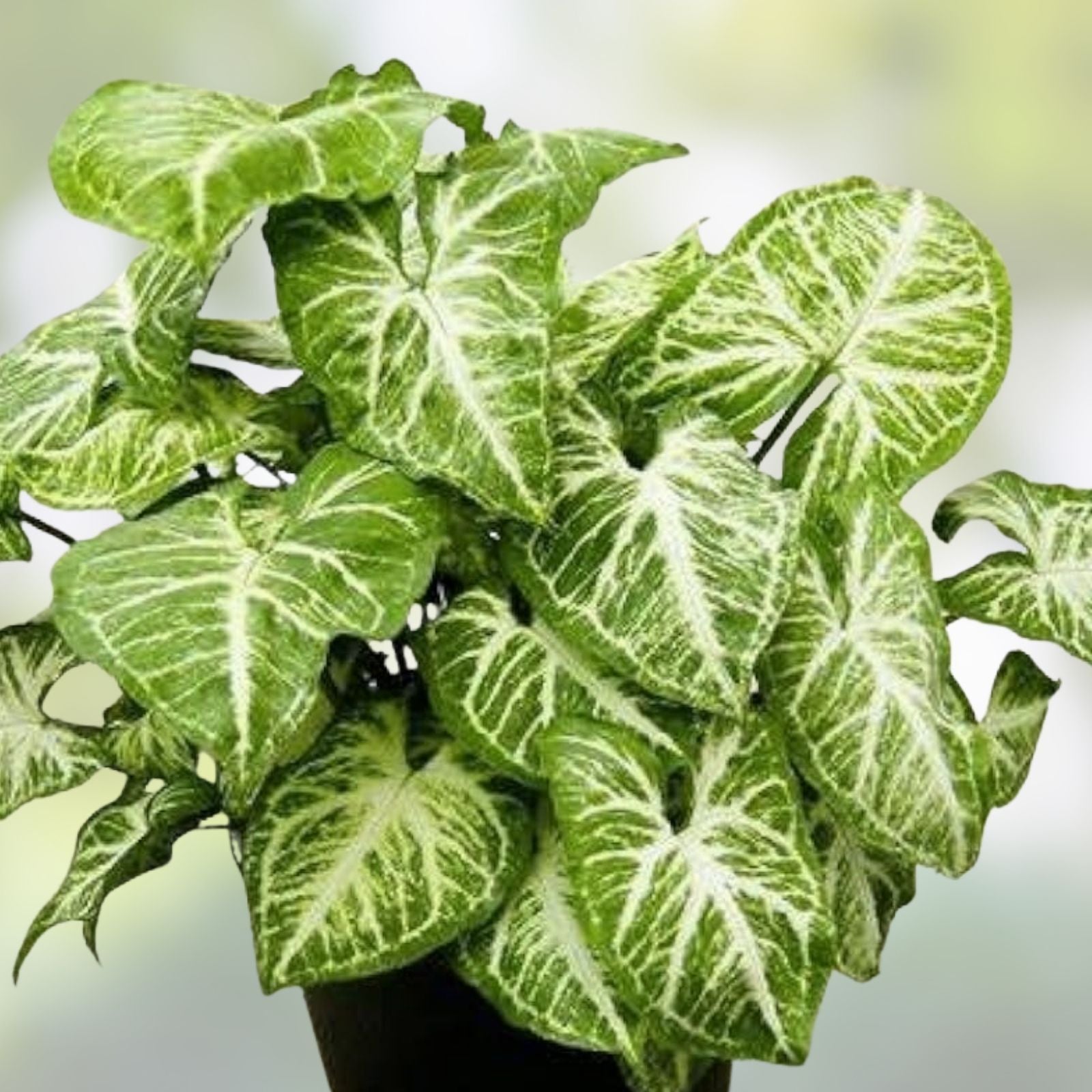 Arrowhead Plant Variety Pack – 2 Live Syngonium Podophyllum Indoor Houseplants, Rooted, Starter Plants, Houseplant, Green Foliage