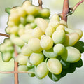 Cotton Candy Grape Cuttings Vitis vinifera Rare Fruit Plant 5 Rooting Grafting Stems Live Starter Plant