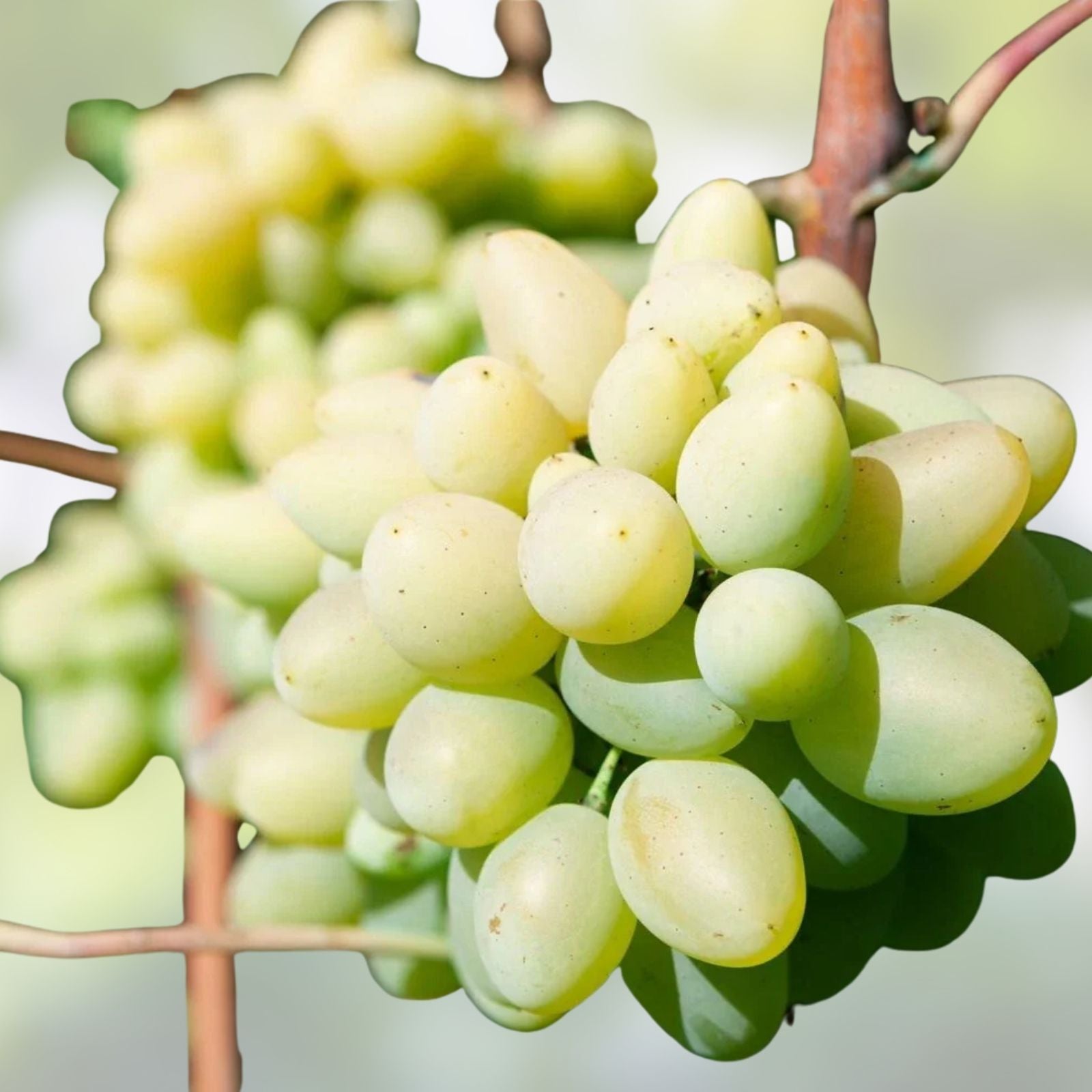 Cotton Candy Grape Cuttings Vitis vinifera Rare Fruit Plant 5 Rooting Grafting Stems Live Starter Plant