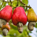 Cashew Tree Seeds for Planting, 6 Seeds, Anacardium occidentale, Tropical Fruit Nut Tree, Organic Gardening, Edible Tree Seed