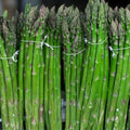Asparagus Seeds Mary Washington Heirloom Vegetable Live Plant Cutting Bare Root Starter Plant 25