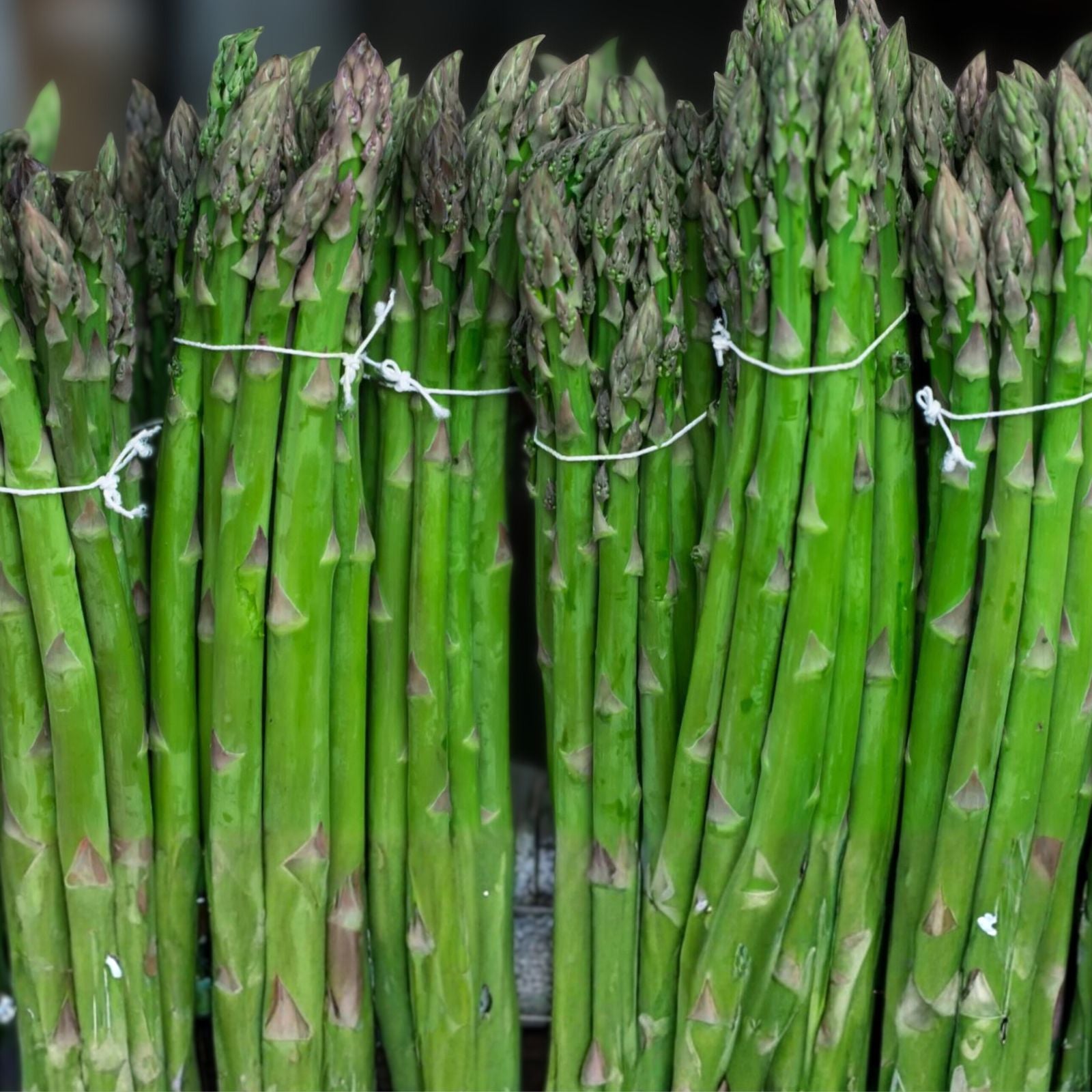 Asparagus Seeds Mary Washington Heirloom Vegetable Live Plant Cutting Bare Root Starter Plant 25