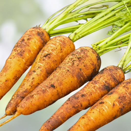 Heirloom Carrot Seeds Danvers 126 Organic Daucus carota Vegetable Seeds 500+ Starter Plants