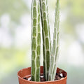 6-inch Senecio Stapeliiformis Succulent Cutting – Pickle Plant, Drought Tolerant Cactus, Unique Head Planter Decor