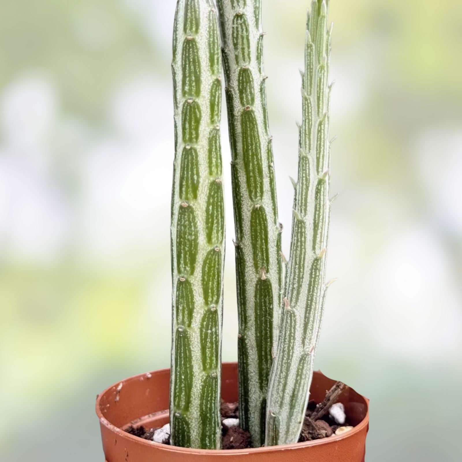 6-inch Senecio Stapeliiformis Succulent Cutting – Pickle Plant, Drought Tolerant Cactus, Unique Head Planter Decor