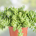 Donkey Tail Sedum Morganianum Succulent Cutting 4-inch Hanging Plant Easy Care Indoor Outdoor Decor
