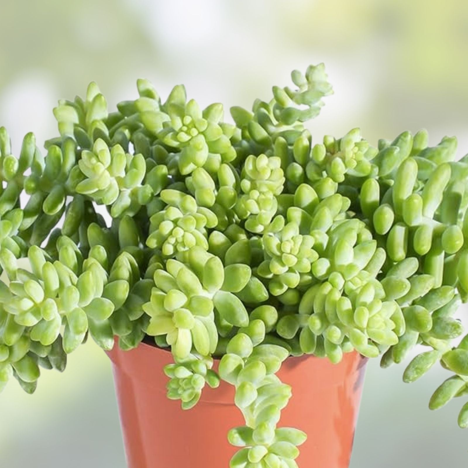 Donkey Tail Sedum Morganianum Succulent Cutting 4-inch Hanging Plant Easy Care Indoor Outdoor Decor