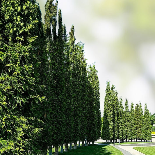 Green Giant Thuja Seeds 30+ Pack | Arborvitae Cedar Tree Seeds | Evergreen Landscaping Plant | Thuja plicata | Live Plant or Cutting