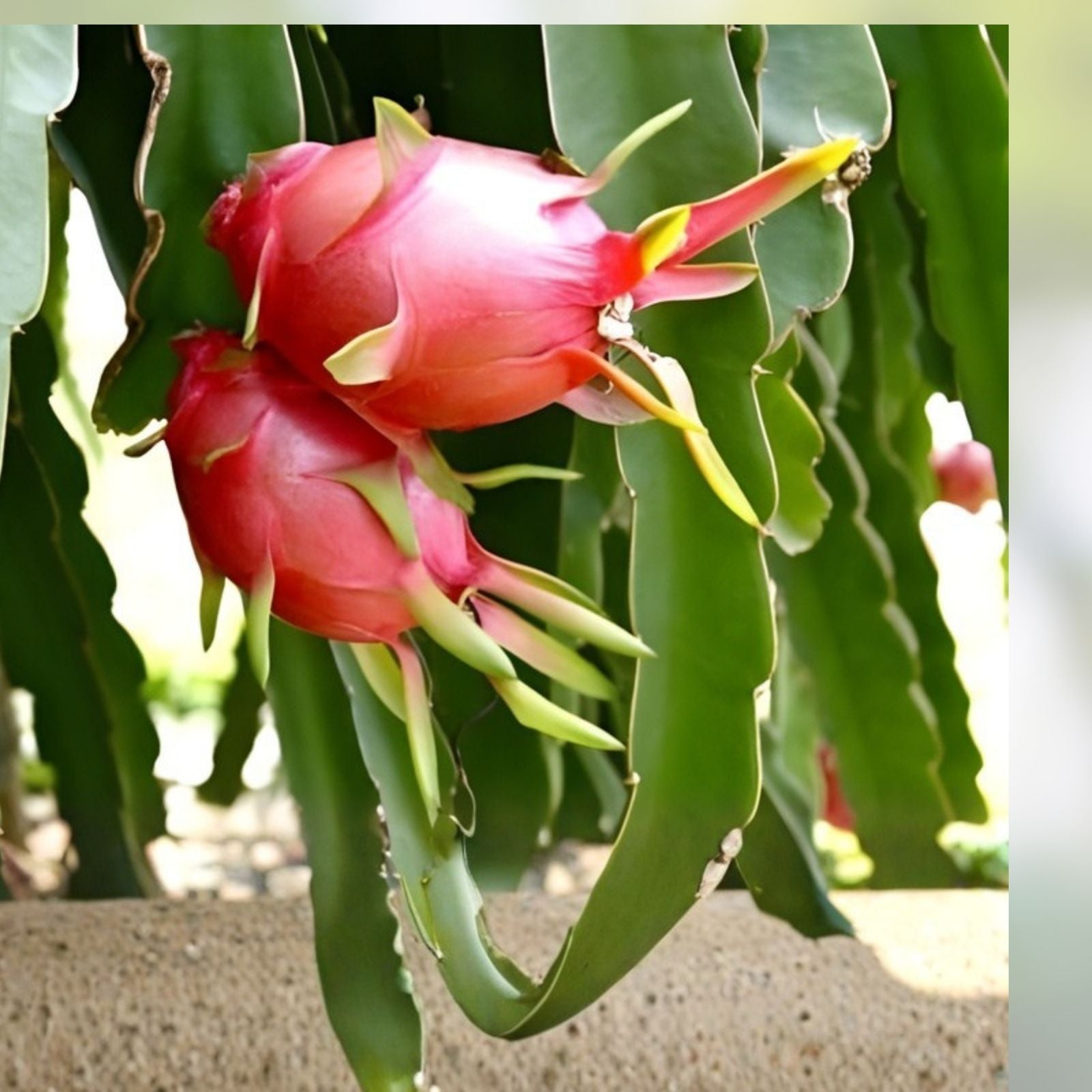 White Flesh Dragon Fruit Cuttings - 2 Fresh Pitaya Succulents - Hylocereus undatus - No Root Planting Material